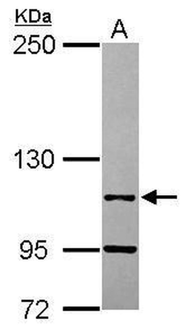 LEO1 Antibody in Western Blot (WB)