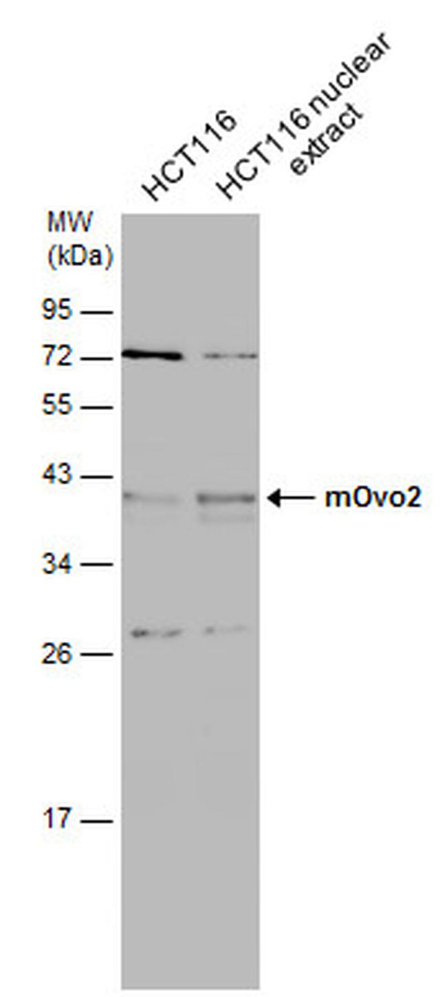 OVOL2 Antibody in Western Blot (WB)