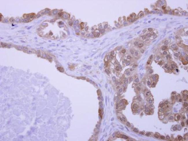 UBAC1 Antibody in Immunohistochemistry (Paraffin) (IHC (P))