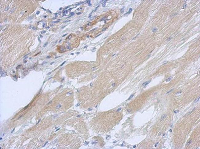 OXR1 Antibody in Immunohistochemistry (Paraffin) (IHC (P))