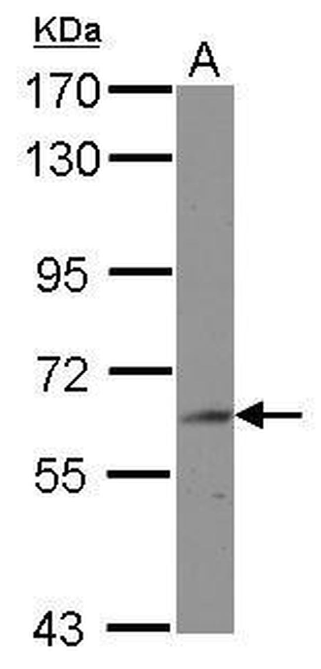 BIN2 Antibody in Western Blot (WB)