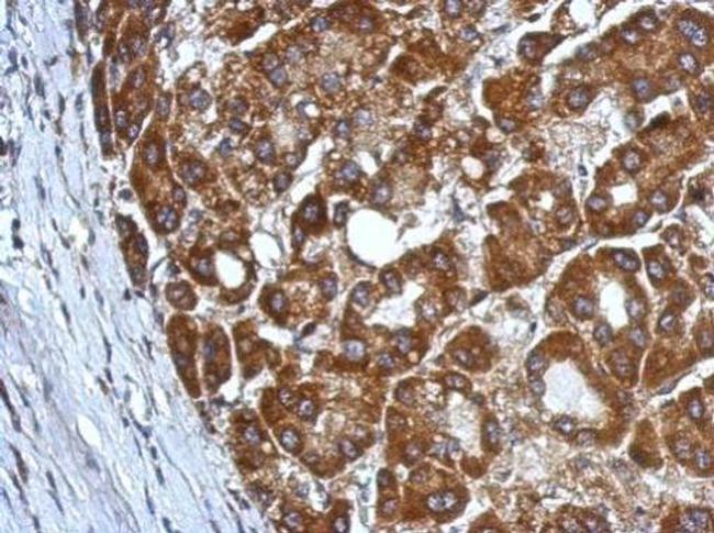 CHST7 Antibody in Immunohistochemistry (Paraffin) (IHC (P))