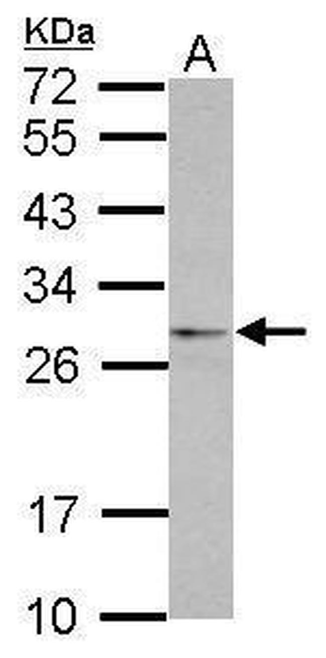 eIF4H Antibody in Western Blot (WB)