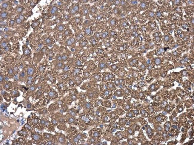 PDIA6 Antibody in Immunohistochemistry (Paraffin) (IHC (P))