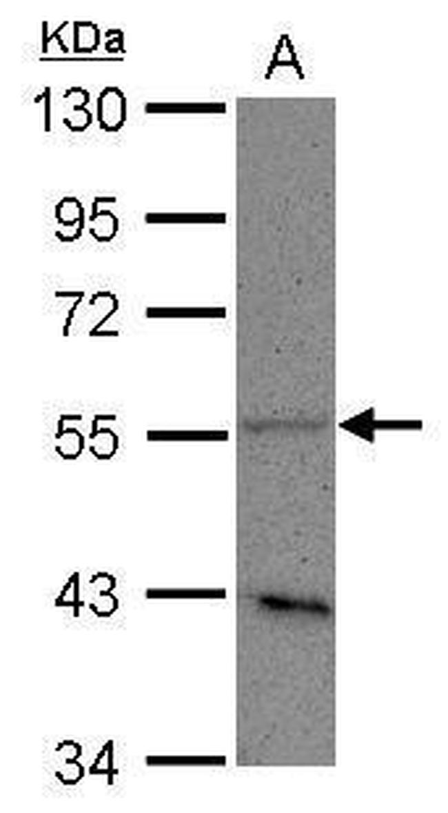 PLD3 Antibody in Western Blot (WB)