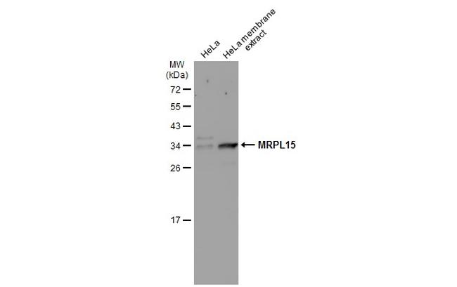 MRPL15 Antibody in Western Blot (WB)