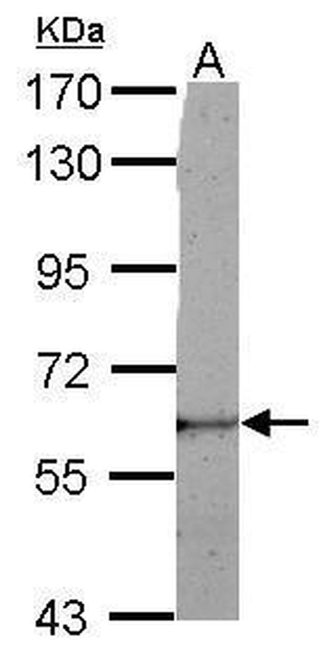 LRRC50 Antibody in Western Blot (WB)