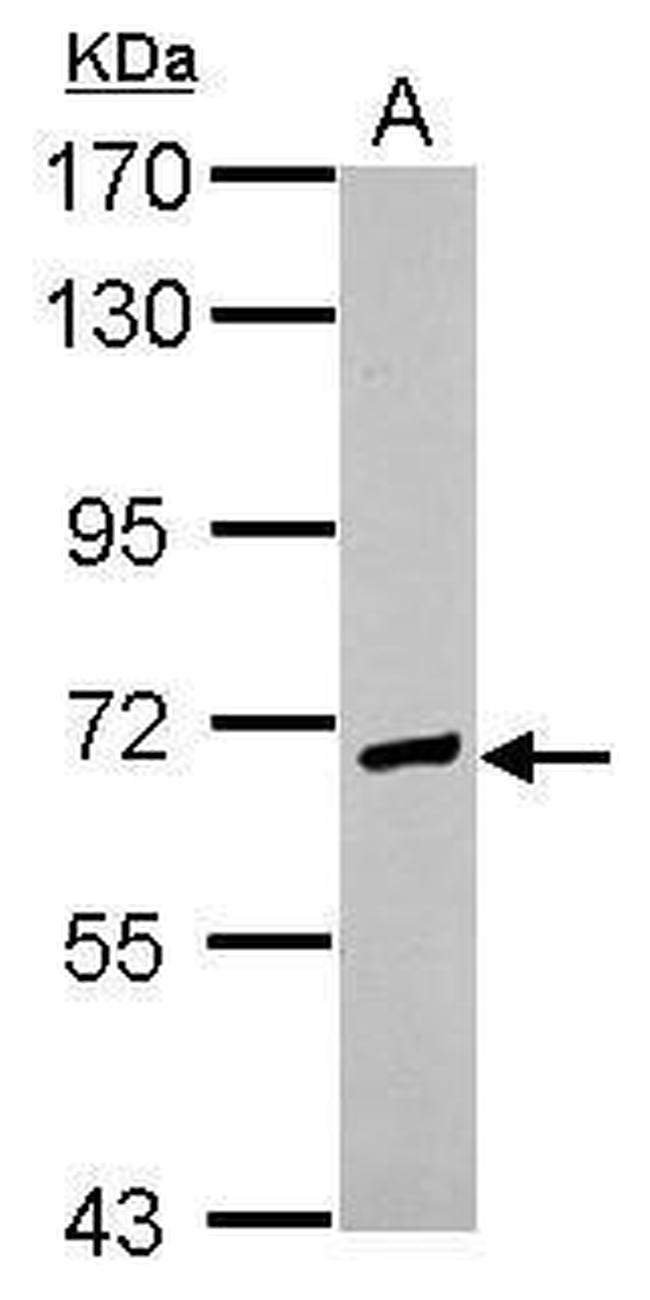 EFCAB7 Antibody in Western Blot (WB)