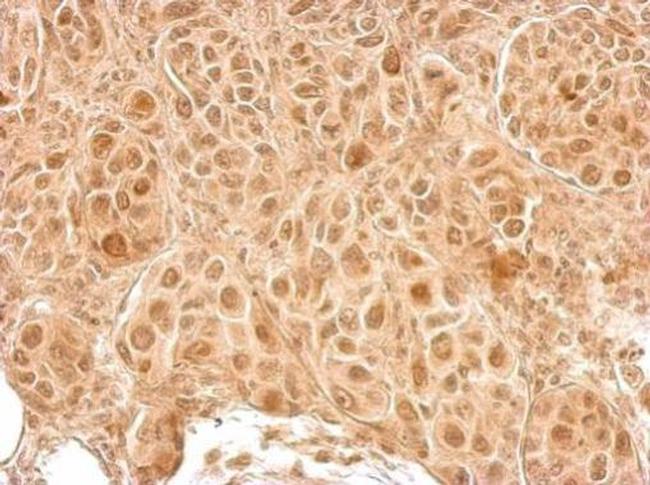 LCMT2 Antibody in Immunohistochemistry (Paraffin) (IHC (P))