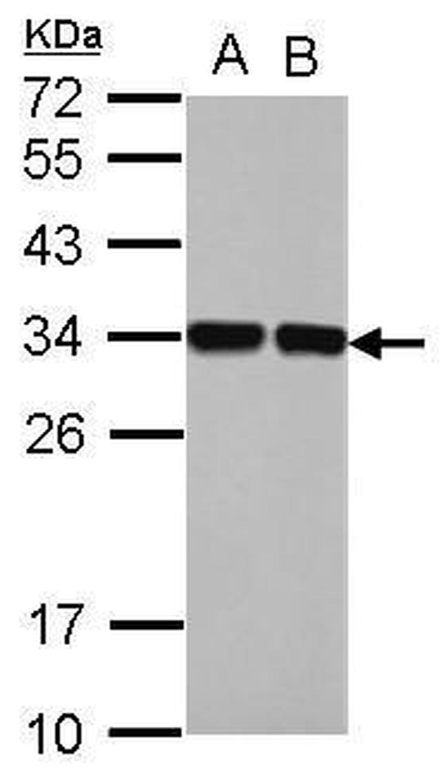 ENOPH1 Antibody in Western Blot (WB)