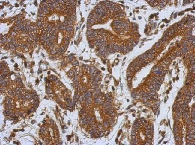 Caspase 1 p10 Antibody in Immunohistochemistry (Paraffin) (IHC (P))