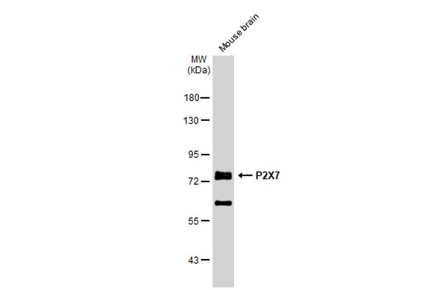 P2X7 Antibody in Western Blot (WB)