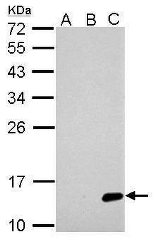 Japanese Encephalitis Virus NS2B Antibody in Western Blot (WB)