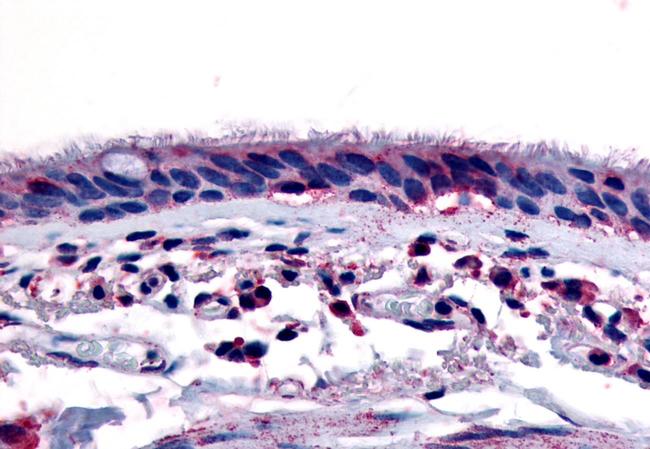 AHR Antibody in Immunohistochemistry (Paraffin) (IHC (P))