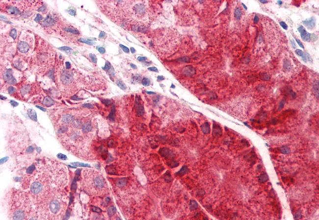 C14orf1 Antibody in Immunohistochemistry (Paraffin) (IHC (P))