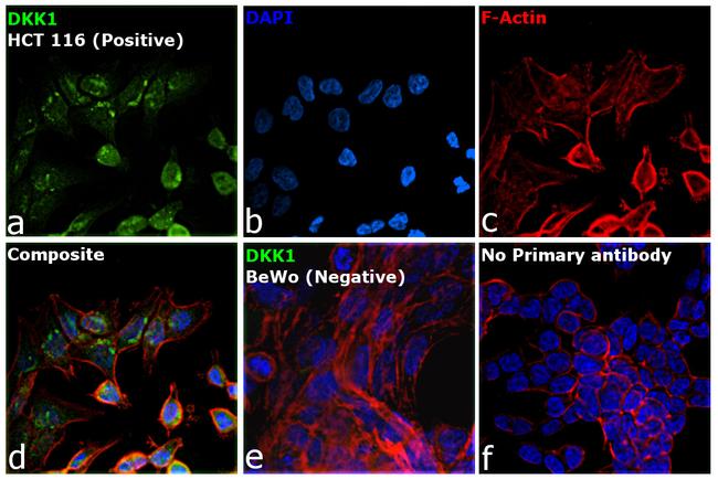 DKK1 Antibody in Immunocytochemistry (ICC/IF)