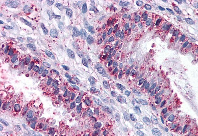 DPEP1 Antibody in Immunohistochemistry (Paraffin) (IHC (P))