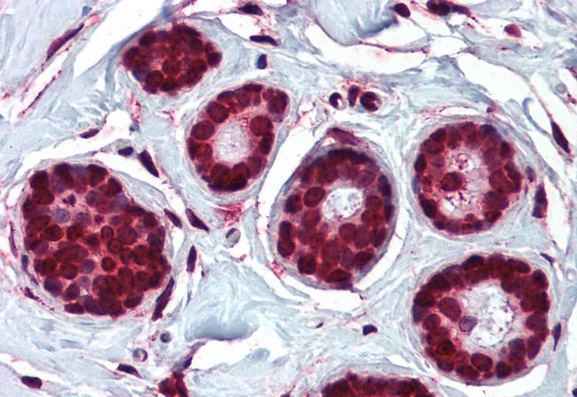 ELOVL5 Antibody in Immunohistochemistry (Paraffin) (IHC (P))