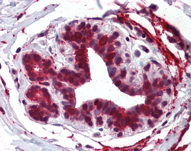 ELOVL5 Antibody in Immunohistochemistry (Paraffin) (IHC (P))