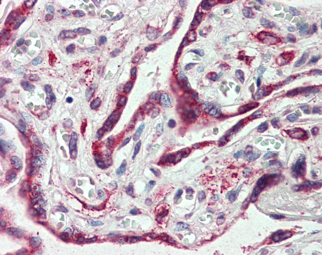 Embigin Antibody in Immunohistochemistry (Paraffin) (IHC (P))