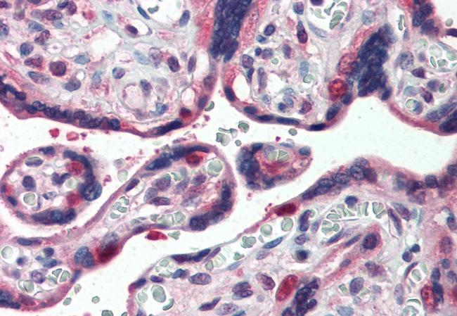 GLG1 Antibody in Immunohistochemistry (Paraffin) (IHC (P))