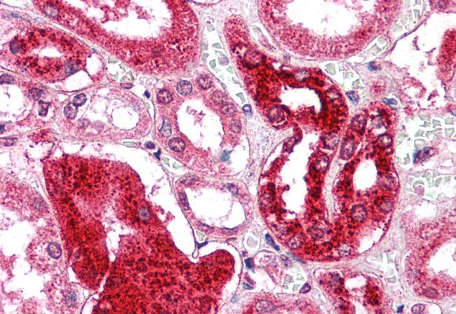 GM2A Antibody in Immunohistochemistry (Paraffin) (IHC (P))