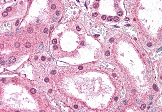 GM2A Antibody in Immunohistochemistry (Paraffin) (IHC (P))