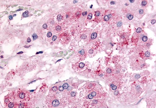 GPR182 Antibody in Immunohistochemistry (Paraffin) (IHC (P))