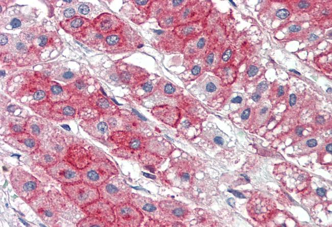 KIAA1324 Antibody in Immunohistochemistry (Paraffin) (IHC (P))