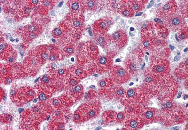 LPAR3 Antibody in Immunohistochemistry (Paraffin) (IHC (P))