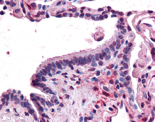 MFI2 Antibody in Immunohistochemistry (Paraffin) (IHC (P))