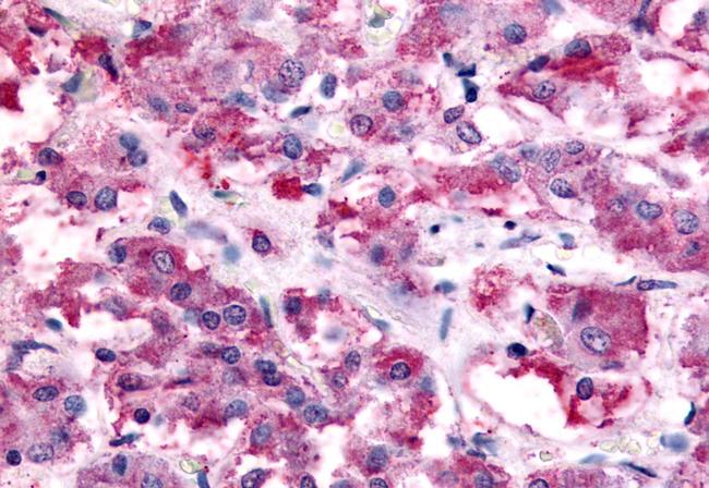 NMUR2 Antibody in Immunohistochemistry (Paraffin) (IHC (P))