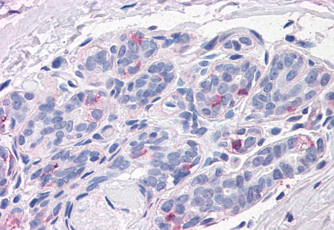 Neuroplastin Antibody in Immunohistochemistry (Paraffin) (IHC (P))