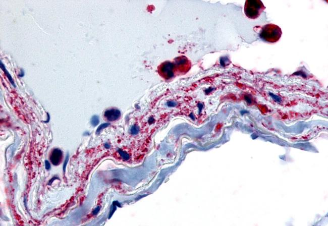 PTPMT1 Antibody in Immunohistochemistry (Paraffin) (IHC (P))