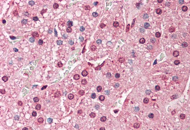 QSOX2 Antibody in Immunohistochemistry (Paraffin) (IHC (P))