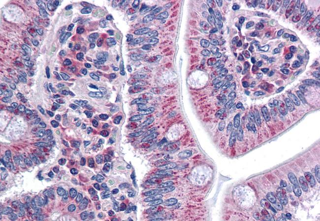 SURF4 Antibody in Immunohistochemistry (Paraffin) (IHC (P))