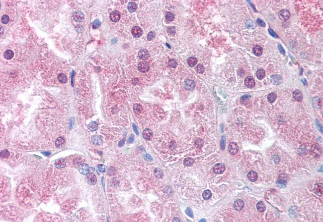 USP33 Antibody in Immunohistochemistry (Paraffin) (IHC (P))