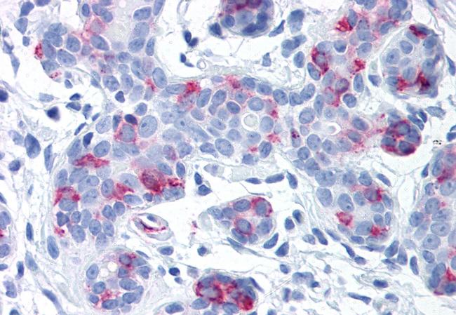 WNT8A Antibody in Immunohistochemistry (Paraffin) (IHC (P))