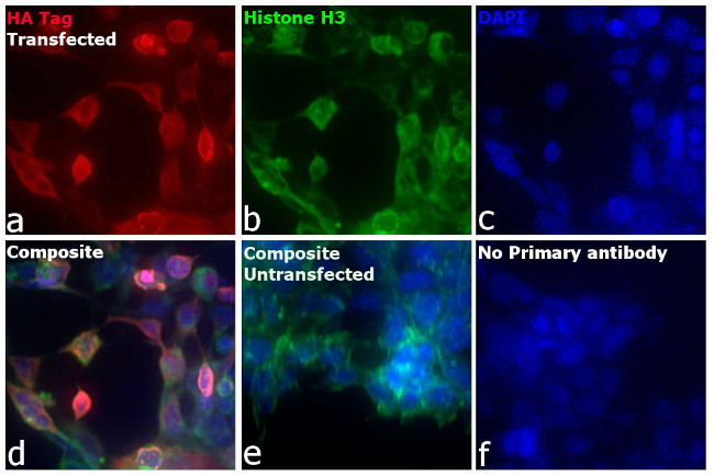 HA Tag Antibody in Immunocytochemistry (ICC/IF)