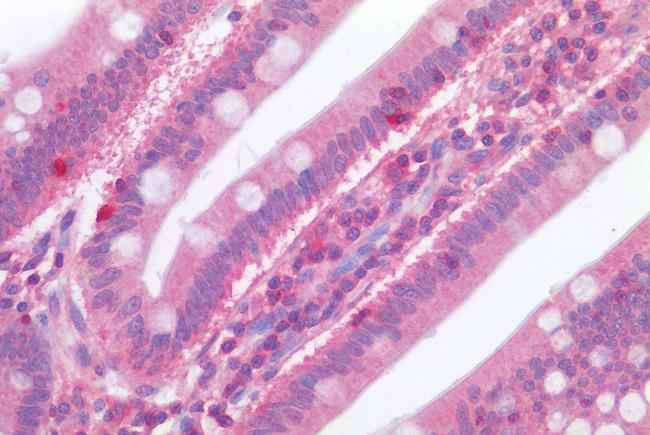 C3a Receptor Antibody in Immunohistochemistry (Paraffin) (IHC (P))