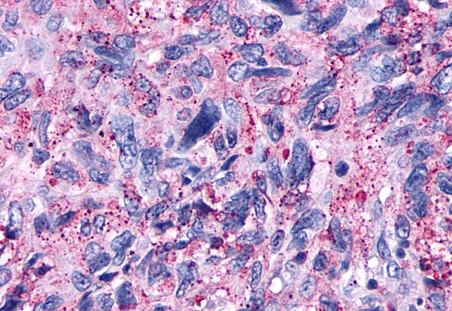 OPRD1 Antibody in Immunohistochemistry (Paraffin) (IHC (P))