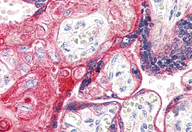 PTGER2 Antibody in Immunohistochemistry (Paraffin) (IHC (P))