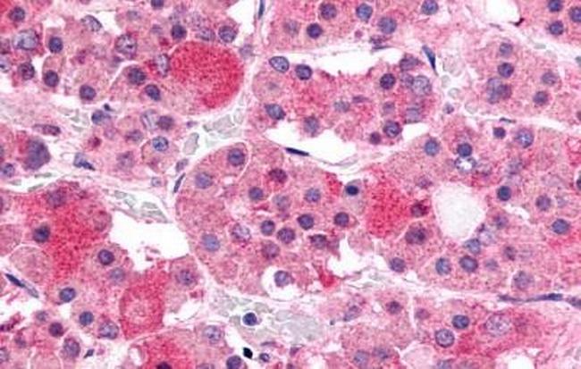 GHRHR Antibody in Immunohistochemistry (Paraffin) (IHC (P))