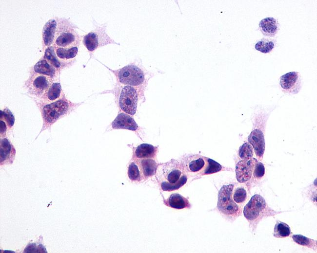 GPR1 Antibody in Immunocytochemistry (ICC/IF)