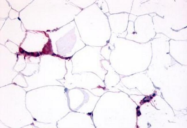 GPR109B Antibody in Immunohistochemistry (Paraffin) (IHC (P))