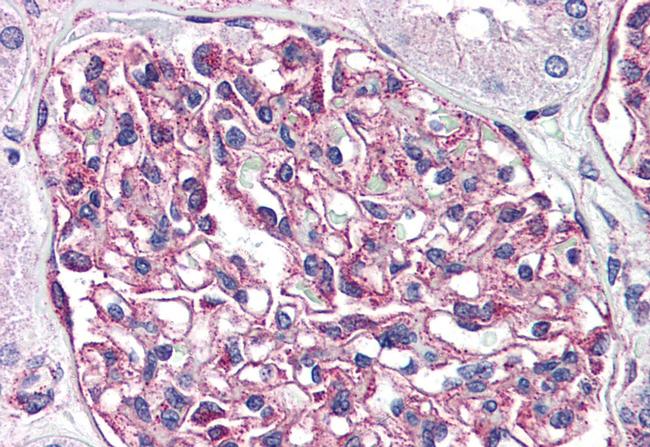 GPR116 Antibody in Immunohistochemistry (Paraffin) (IHC (P))