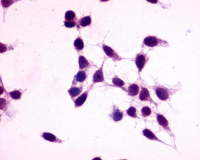 GPR27 Antibody in Immunocytochemistry (ICC/IF)