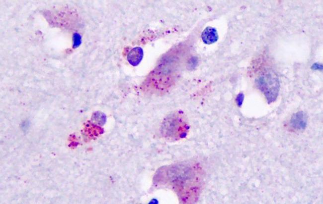 HRH3 Antibody in Immunohistochemistry (Paraffin) (IHC (P))