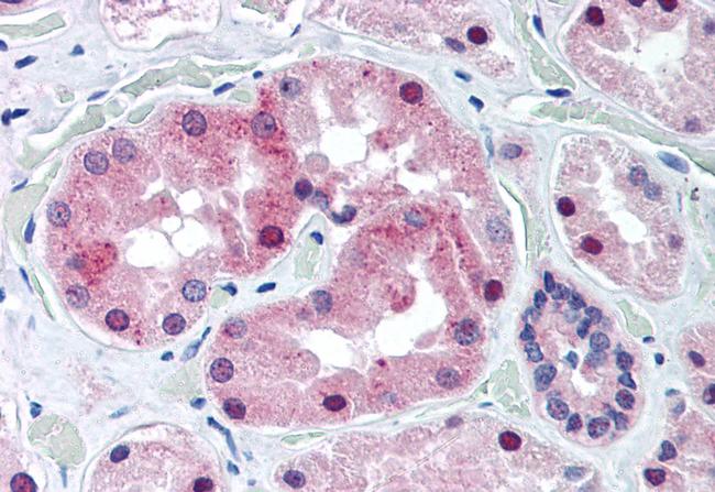 KCNE3 Antibody in Immunohistochemistry (Paraffin) (IHC (P))