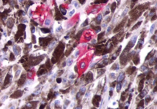 Opsin 5 Antibody in Immunohistochemistry (Paraffin) (IHC (P))